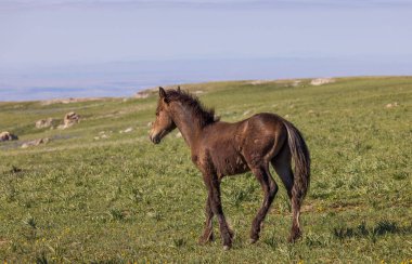 Yazın Montana 'daki Pryor Dağları' nda şirin bir at yavrusu.