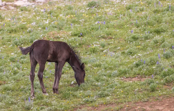 モンタナのプライヤー山脈で夏にかわいい野生の馬の群れ — ストック写真