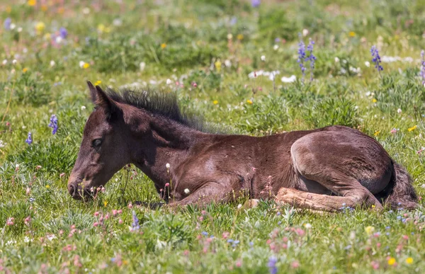 Cute Wild Horse Foal Summer Pryor Mountains Montana — Stock Photo, Image