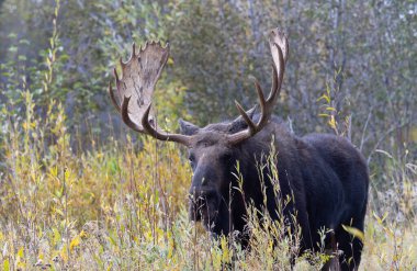 Sonbaharda Wyoming 'de monoton bir geyik.