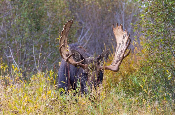 Tjur Älg Ruffen Wyoming Hösten — Stockfoto