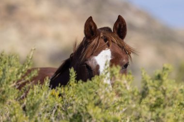 Sonbaharda Wyoming çölünde vahşi bir at.