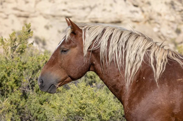 Дикая Лошадь Пустыне Вайоминг Осенью — стоковое фото