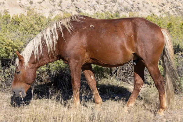 Cavalo Selvagem Deserto Wyoming Outono — Fotografia de Stock
