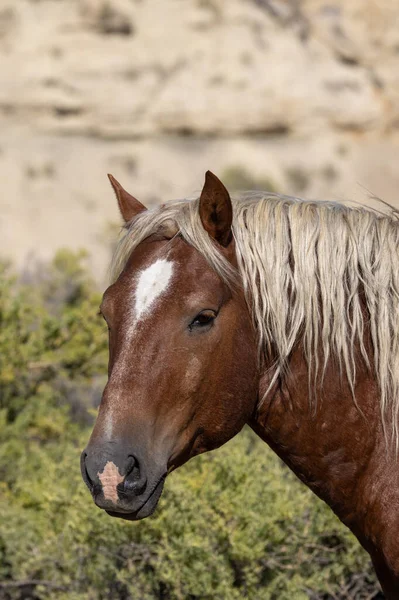 Wild Horse Wyoming Desert Autumn — Stock Photo, Image