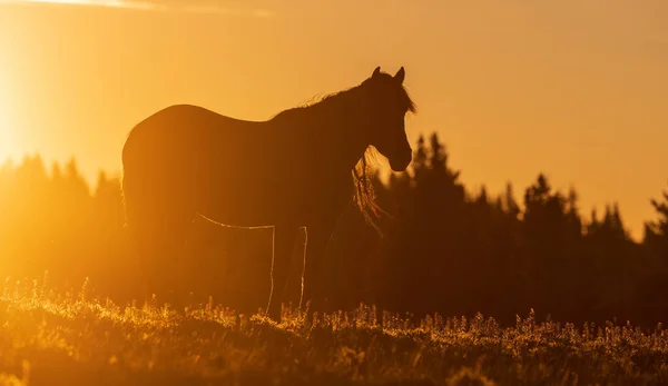 夏天在蒙大拿州普莱尔山脉的落日落山时一匹野马 — 图库照片