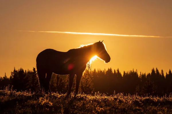 夏天在蒙大拿州普莱尔山脉的落日落山时一匹野马 — 图库照片