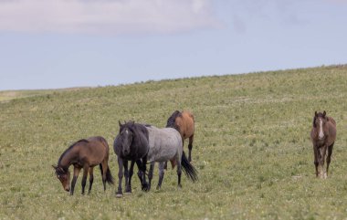 Yazın Montana 'daki Pryor Dağları' nda vahşi atlar