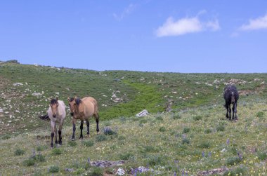 Yazın Montana 'daki Pryor Dağları' nda vahşi atlar