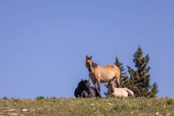 Дикі Коні Горах Прайор Монтана Влітку — стокове фото