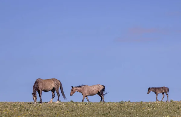 Yazın Montana Daki Pryor Dağları Nda Vahşi Atlar — Stok fotoğraf