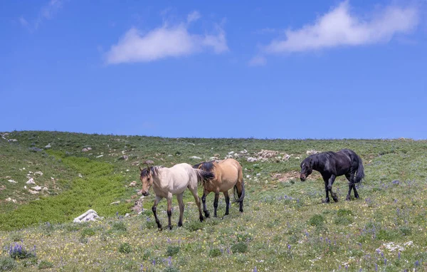 Wild Horses Pryor Mountains Montana Summer — Stock Photo, Image
