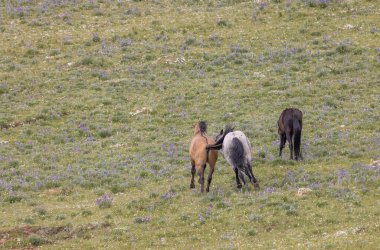 Yazın Montana 'daki Pryor Dağları' nda vahşi atlar