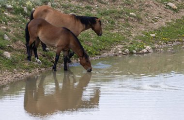 Yazın Montana 'daki Pryor Dağları' ndaki bir su birikintisinde vahşi atlar.