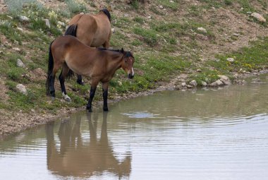 Yazın Montana 'daki Pryor Dağları' ndaki bir su birikintisinde vahşi atlar.