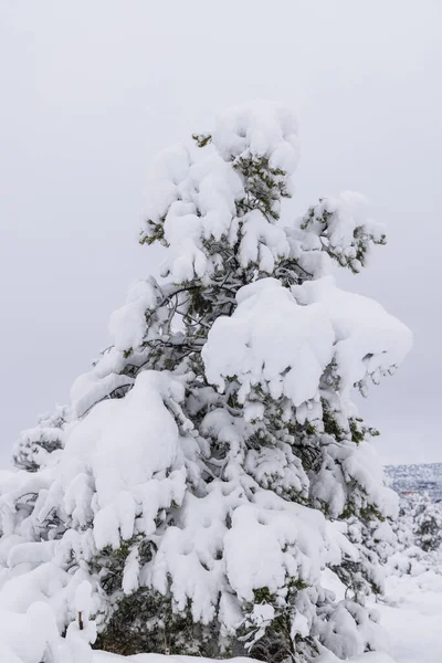亚利桑那州塞多纳的大雪造就了一个美丽的冬季风景 — 图库照片