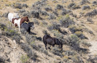Wyoming çölünde sonbaharda vahşi atlar