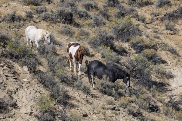 Vilda Hästar Wyoming Öknen Hösten — Stockfoto