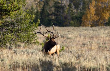 Grand Teton Ulusal Parkı Wyoming 'de sonbaharda tekdüze geçen bir geyik.