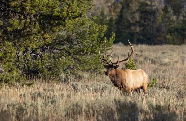 Bull Elk Rut Grand Teton National Park Wyoming Autumn — ストック写真