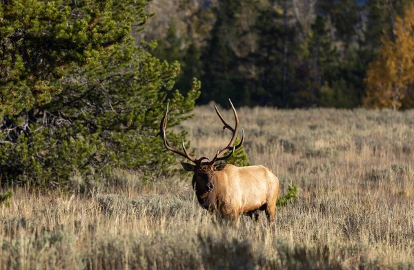 Bull Elk Rut Grand Teton National Park Wyoming Autumn — стоковое фото