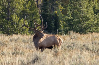 Grand Teton Ulusal Parkı Wyoming 'de sonbaharda tekdüze geçen bir geyik.