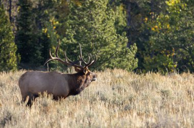Grand Teton Ulusal Parkı Wyoming 'de sonbaharda tekdüze geçen bir geyik.