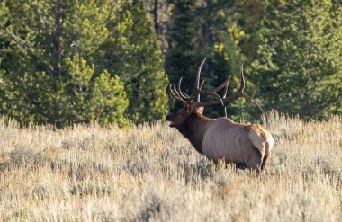 Grand Teton Ulusal Parkı Wyoming 'de sonbaharda tekdüze geçen bir geyik.