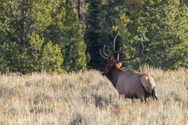 Wapiti Taureau Pendant Ornière Dans Parc National Grand Teton Wyoming — Photo