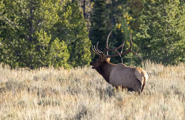 Bull Elk Rut Grand Teton National Park Wyoming Autumn — Zdjęcie stockowe