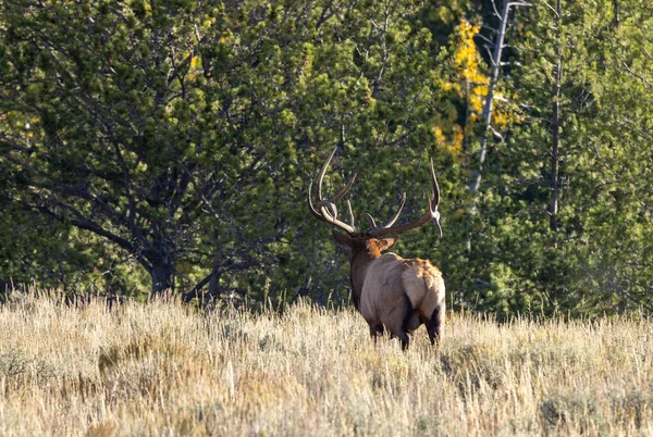 Bull Elk Rut Grand Teton National Park Wyoming Autumn — ストック写真