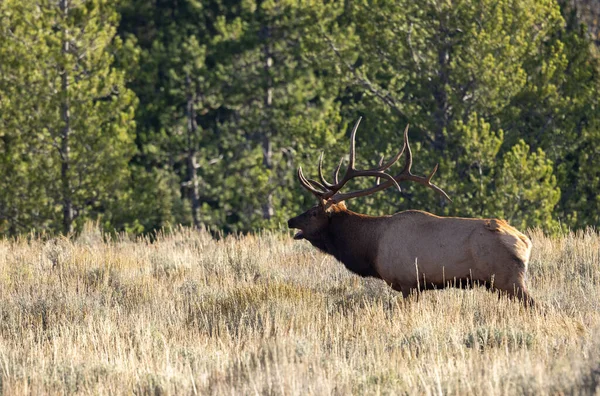 Bull Elk Rut Grand Teton National Park Wyoming Autumn — стоковое фото