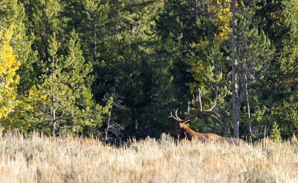 Wapiti Taureau Pendant Ornière Dans Parc National Grand Teton Wyoming — Photo
