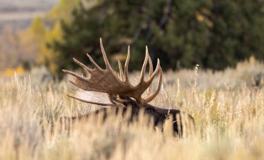 Sonbaharda Wyoming 'de bir boğa geyiği çalı çırpı içinde yatıyordu.