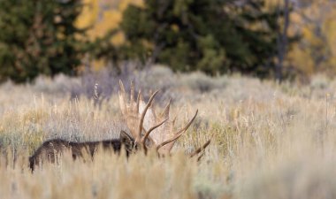 Sonbaharda Wyoming 'de bir boğa geyiği çalı çırpı içinde yatıyordu.