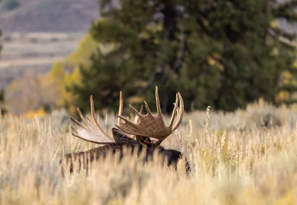 Ein Elchbulle Der Herbst Wyoming Sägeblut Gebettet Ist — Stockfoto