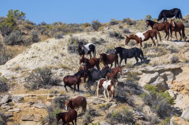 Wyoming çölünde sonbaharda vahşi bir at sürüsü.