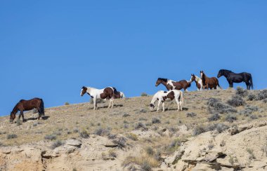 Wyoming çölünde sonbaharda vahşi bir at sürüsü.