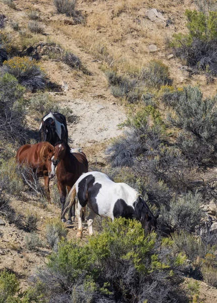 Herd Wild Horses Autumn Wyoming Desert — Stock Photo, Image