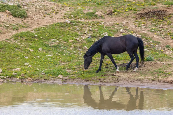 Pryor dağlarında vahşi bir at Yazın Montana 'da