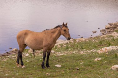 Pryor dağlarında vahşi bir at Yazın Montana 'da