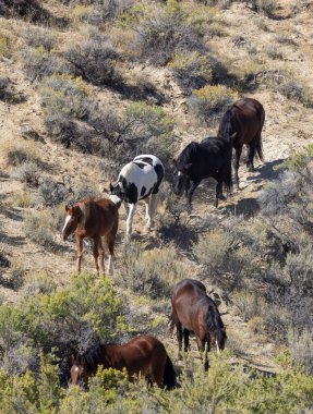 Wyoming çölünde sonbaharda vahşi atlar