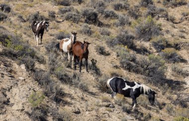 Wyoming çölünde sonbaharda vahşi atlar