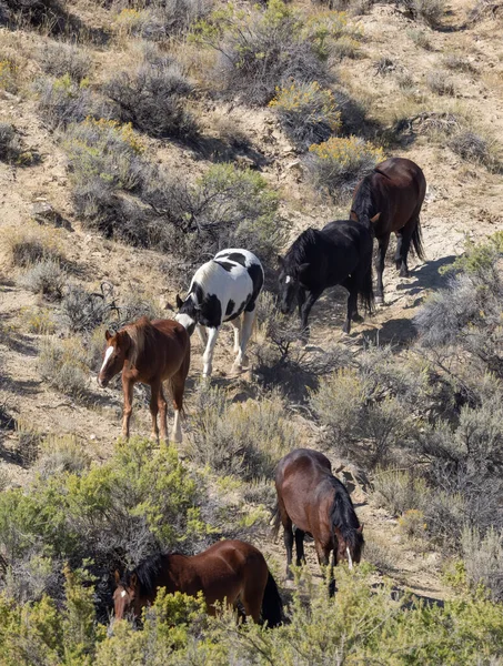 Cavalos Selvagens Deserto Wyoming Outono — Fotografia de Stock