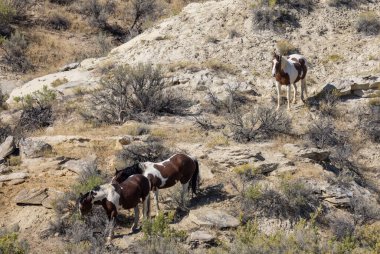 Wyoming çölünde sonbaharda vahşi atlar