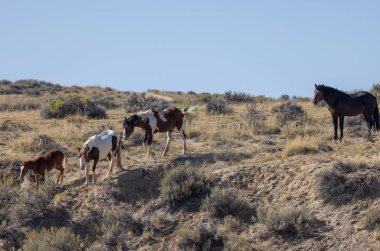 wild horses in the Wyoming desert in autumn clipart