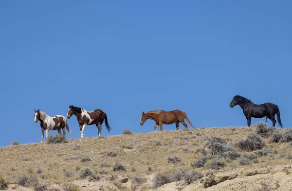 Cavalli Selvatici Nel Deserto Del Wyoming Autunno — Foto Stock