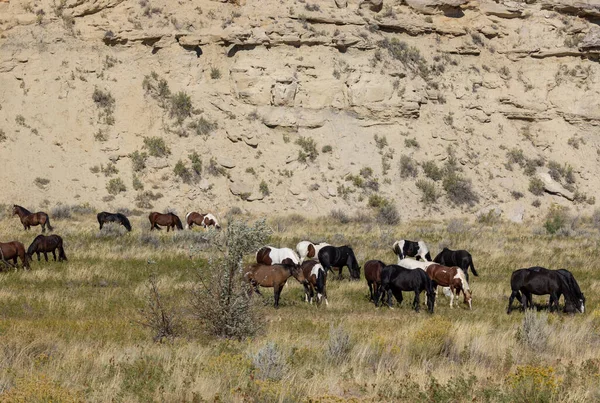 Divoké Koně Poušti Wyoming Podzim — Stock fotografie