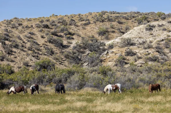 Vilda Hästar Wyoming Öknen Hösten — Stockfoto