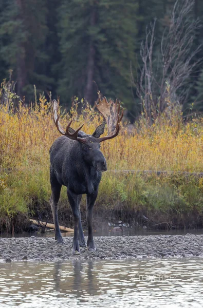 Bull Moose Στο Rut Στο Γουαϊόμινγκ Φθινόπωρο — Φωτογραφία Αρχείου